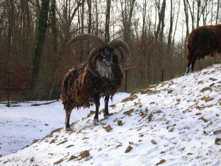 Bob le magnifique...