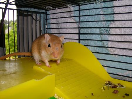 Et voil� la petite Bambou