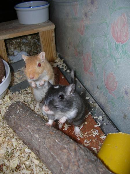 Moquette et Bambou sont des grandes maintenant!!!