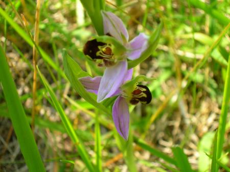 Nouvelle invasion dans la pelouse