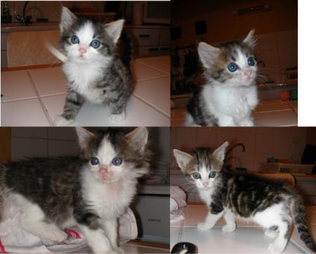 Urgent, chatons � donner!!!