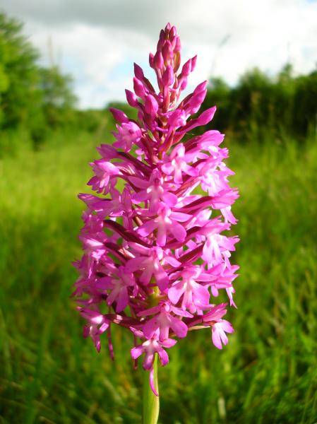 Encore une de mes pensionnaires!!!