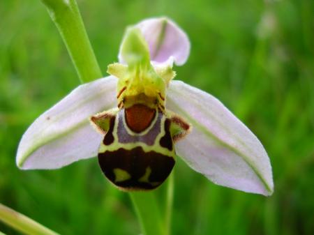 Les petites orchid�es dans la prairie