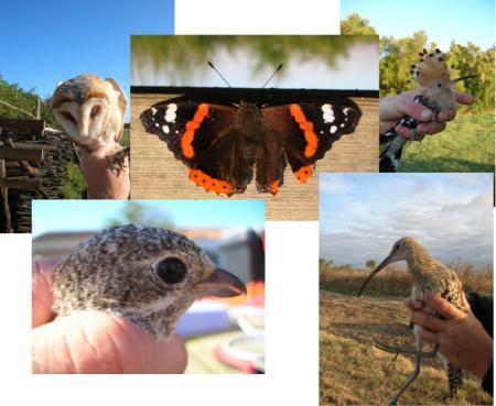 Echantillon de baguage