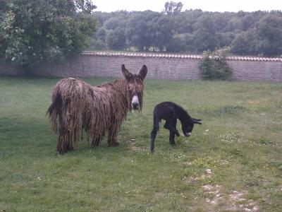 Une des perles de l'�levage