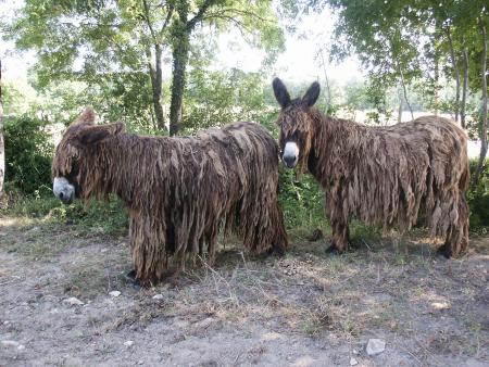 Rassemblement rastas!!!